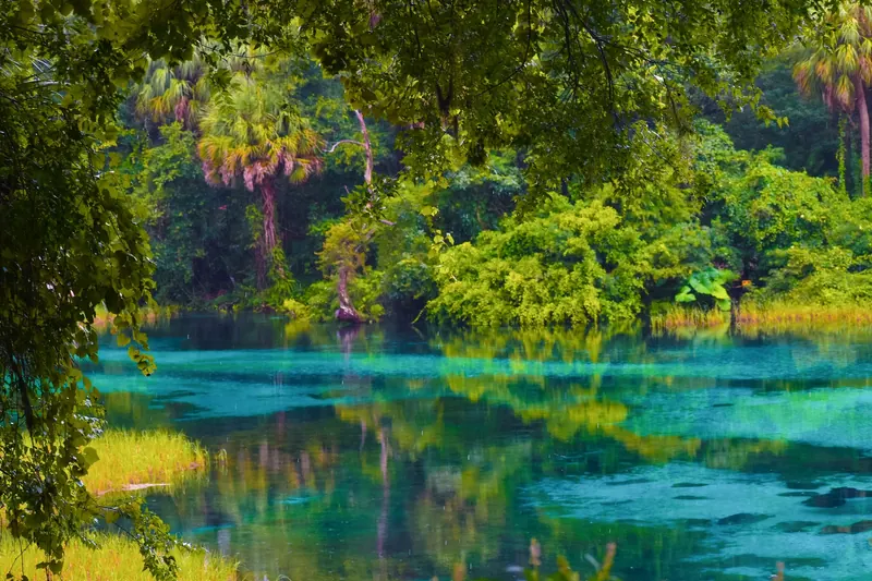 Turquoise spring lagoon framed by palms and oaks